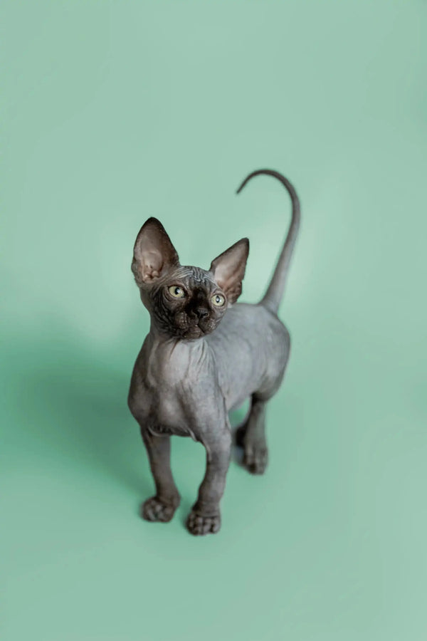 Adorable Hairless Sphynx Kitten Frank with big ears and a curly tail ready for a new home