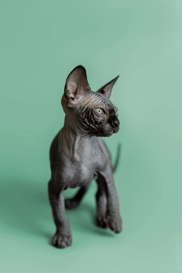 Adorable Hairless Sphynx Kitten Frank with wrinkled gray skin and big ears