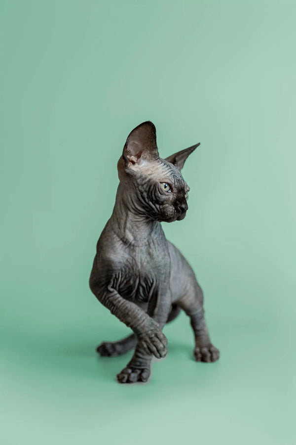 Cute Sphynx kitten named Frank showing off wrinkled gray skin and big ears