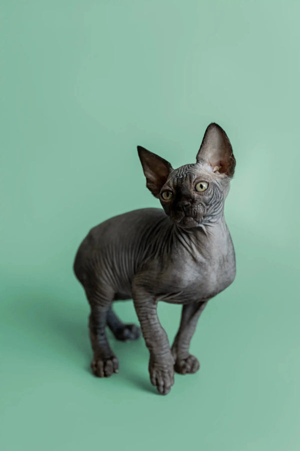 Sphynx kitten Frank with wrinkled gray skin and big ears looking adorable