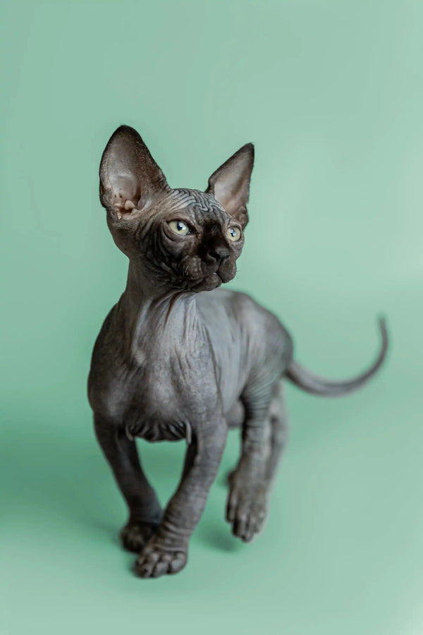 Adorable Hairless Sphynx kitten Frank with wrinkled gray skin and big ears