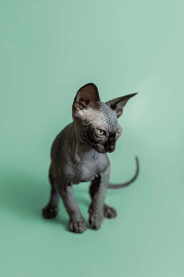 Adorable Hairless Sphynx kitten Frank with wrinkled skin and big ears, super cute!