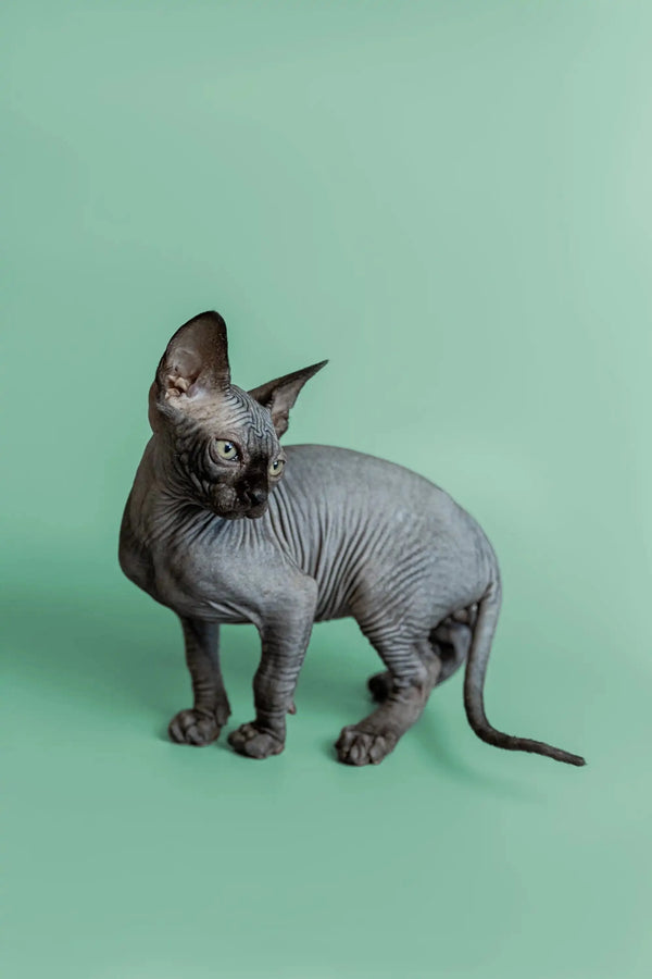 Hairless Sphynx kitten Frank with wrinkled gray skin and big ears, super cute!