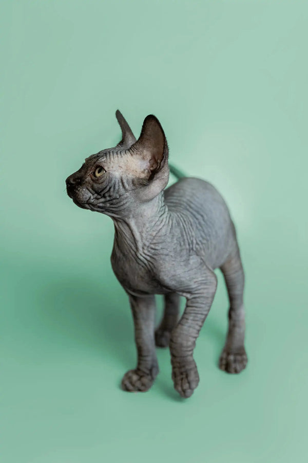 Adorable Hairless Sphynx kitten standing on a plain surface for Frank | Sphynx Kitten