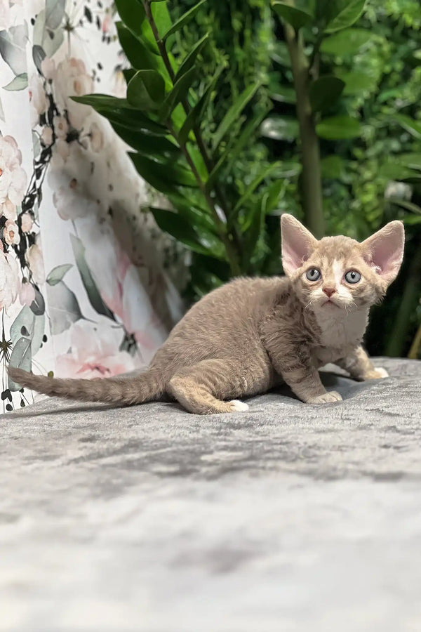 Frankie | devon rex kitten