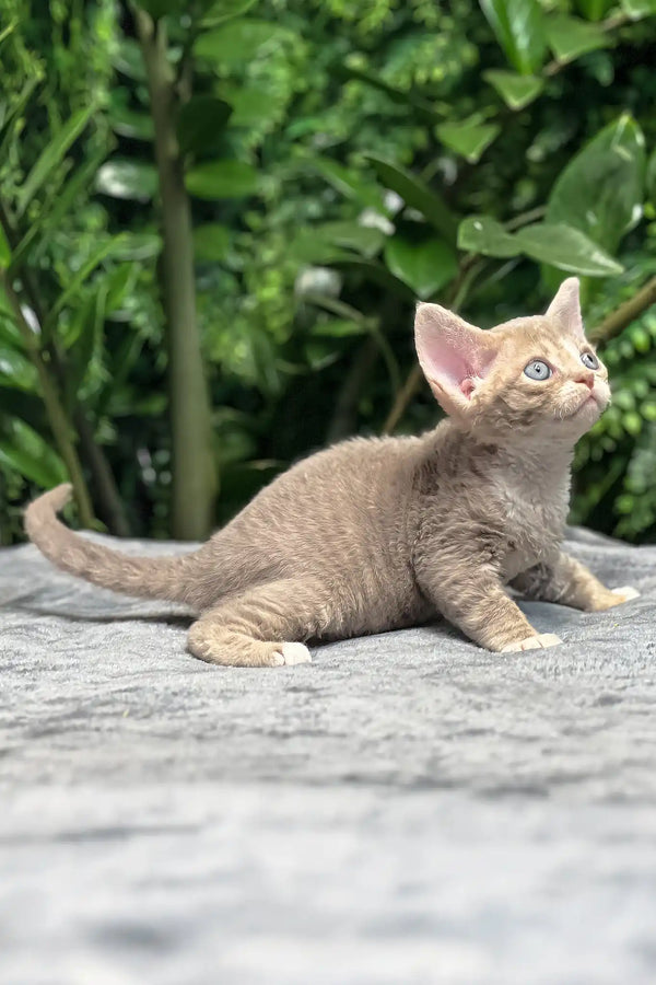 Frankie | devon rex kitten