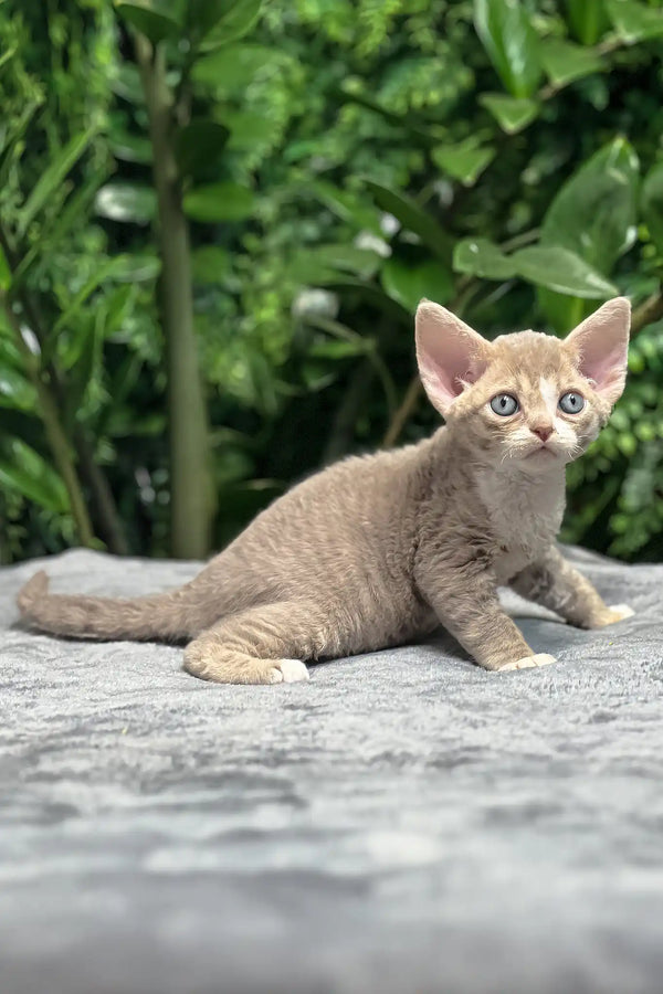 Frankie | devon rex kitten