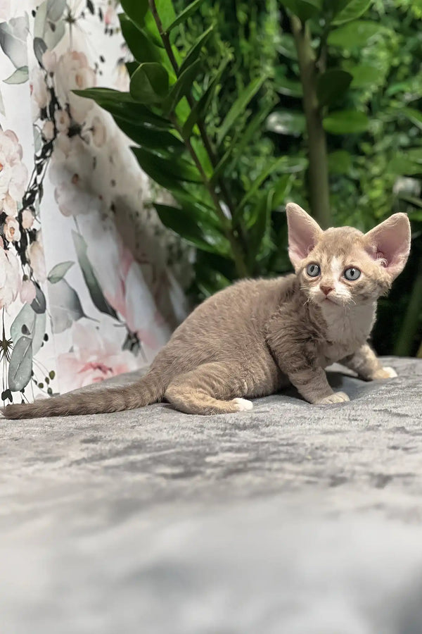 Frankie | devon rex kitten