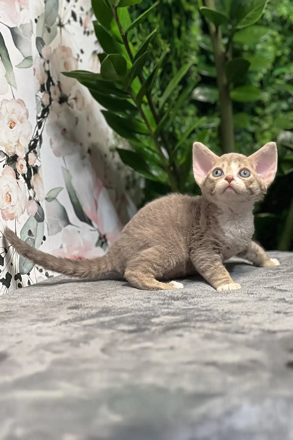 Frankie | devon rex kitten