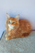 Fluffy ginger Maine Coon kitten with unique heterochromatic eyes named Franklin