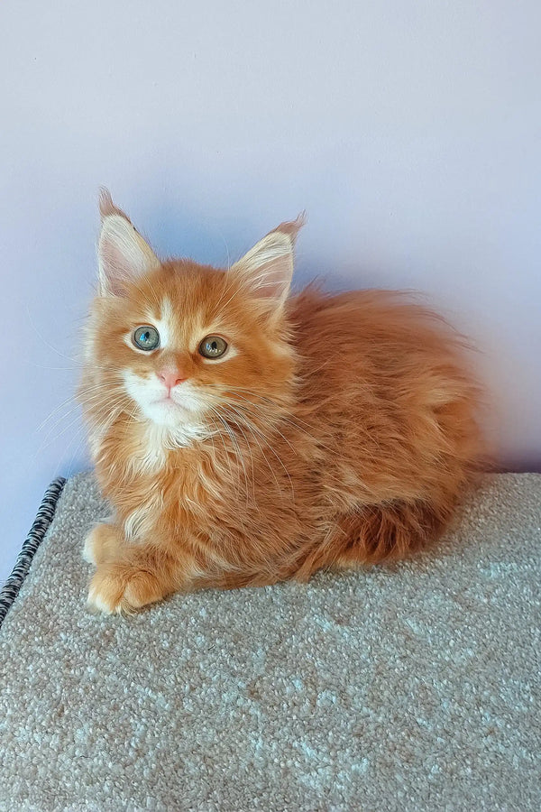 Fluffy ginger Maine Coon kitten with unique heterochromatic eyes named Franklin
