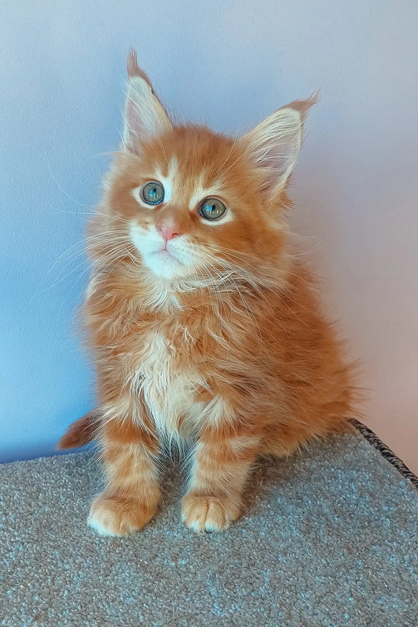 Adorable Ginger Maine Coon kitten from the Franklin Maine Coon Kitten collection