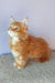 Ginger Maine Coon kitten named Franklin showing off its fluffy cuteness