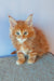 Ginger Maine Coon kitten named Franklin looking adorable and playful