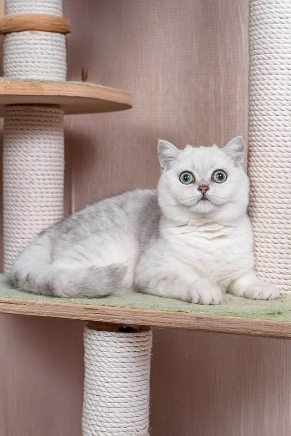 Frapen | british shorthair kitten