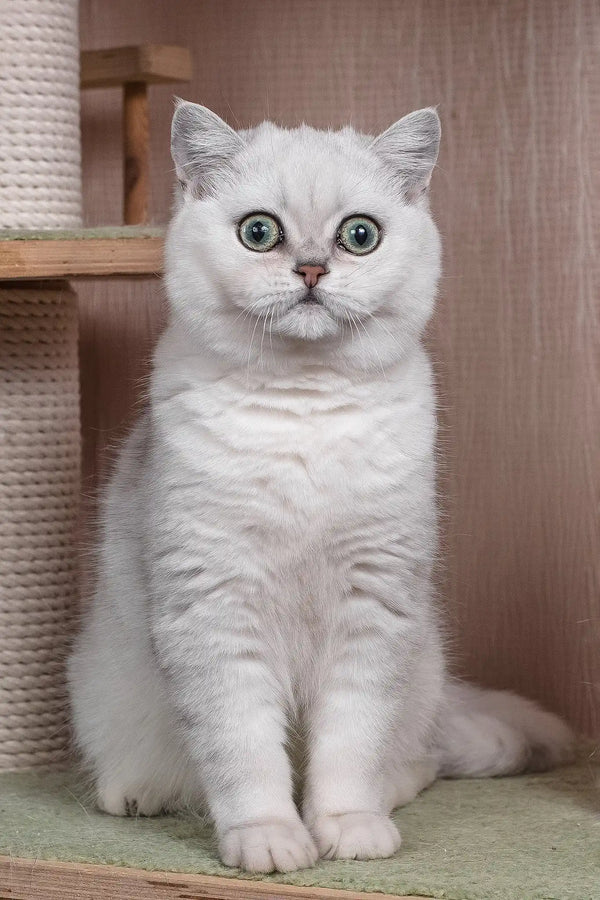 Frapen | british shorthair kitten