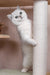 Frapen | british shorthair kitten