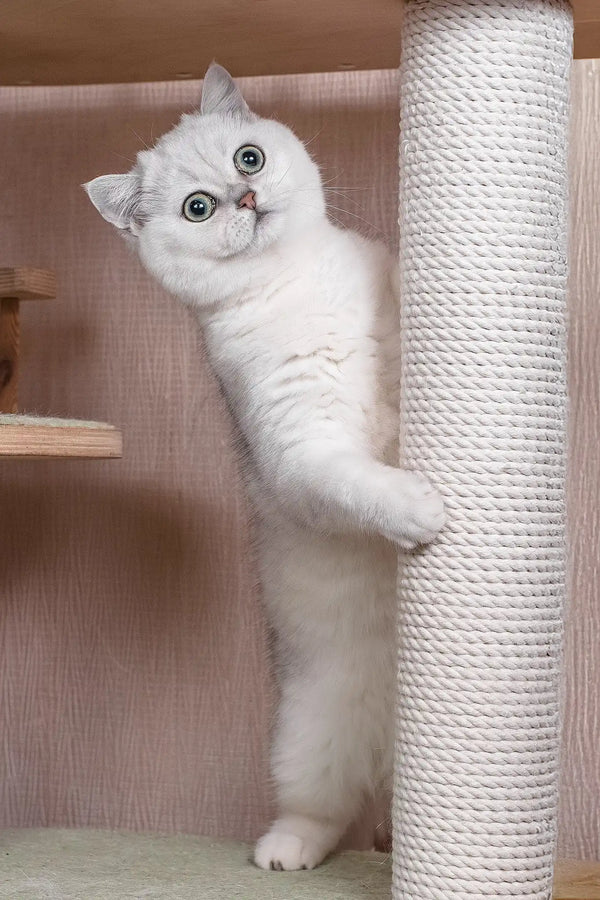 Frapen | british shorthair kitten