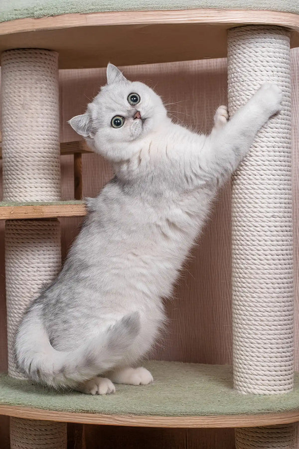 Frapen | british shorthair kitten