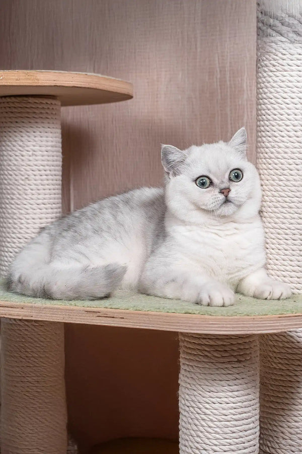 Frapen | british shorthair kitten