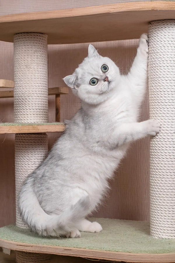 Frapen | british shorthair kitten