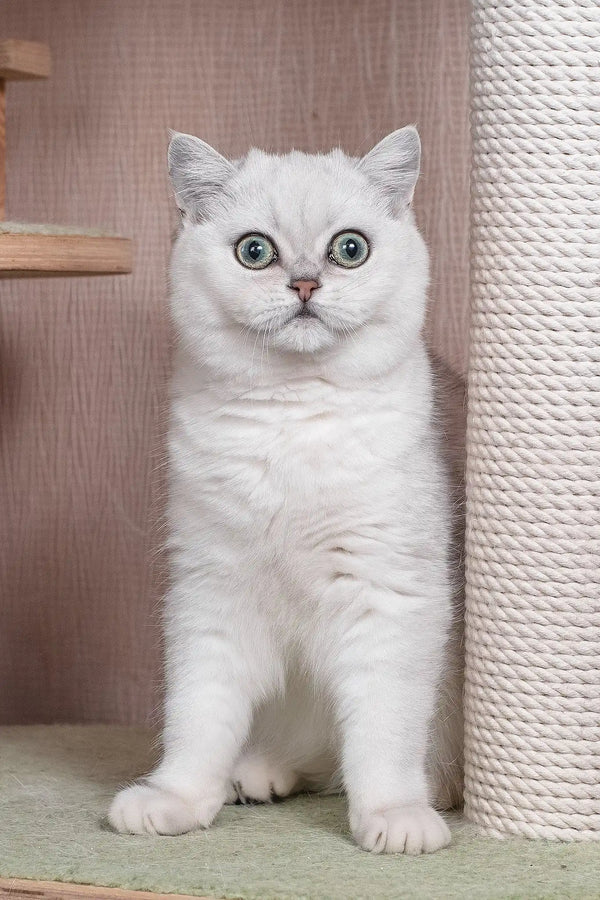 Frapen | british shorthair kitten