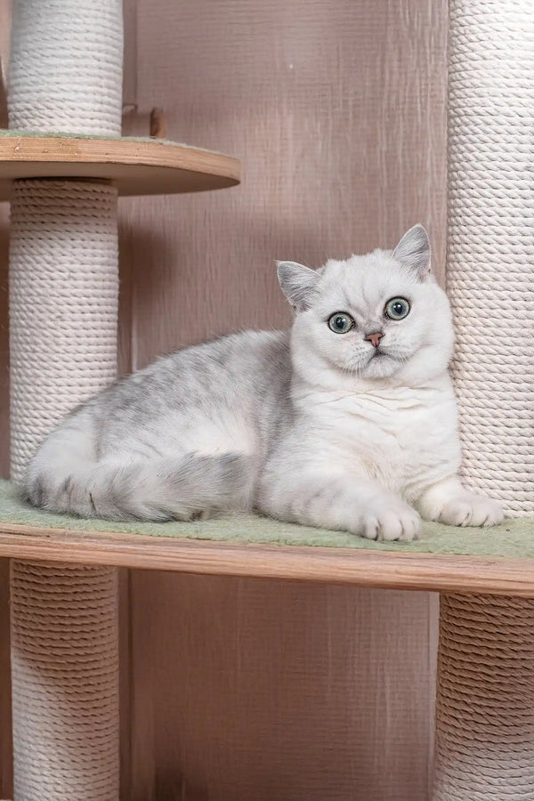 Frapen | british shorthair kitten