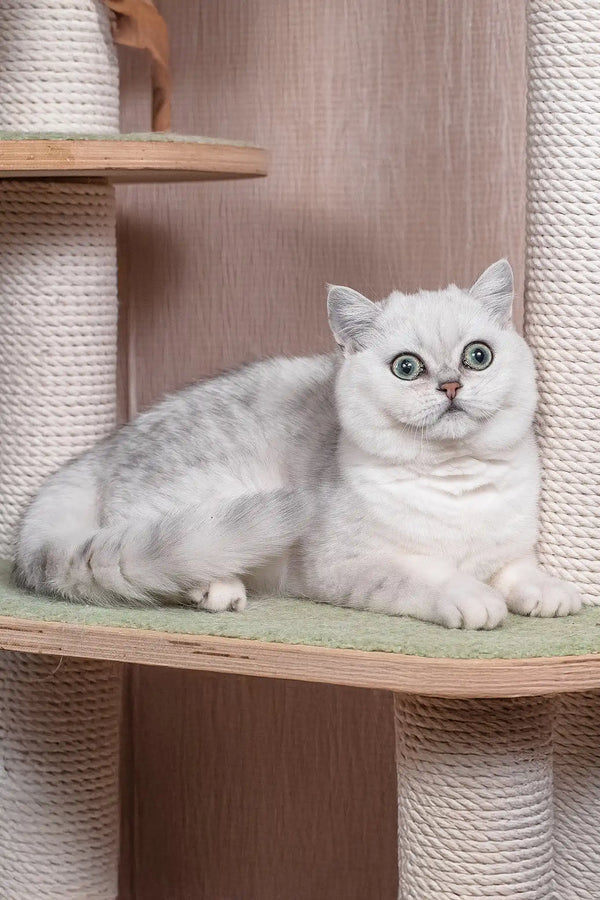 Frapen | british shorthair kitten