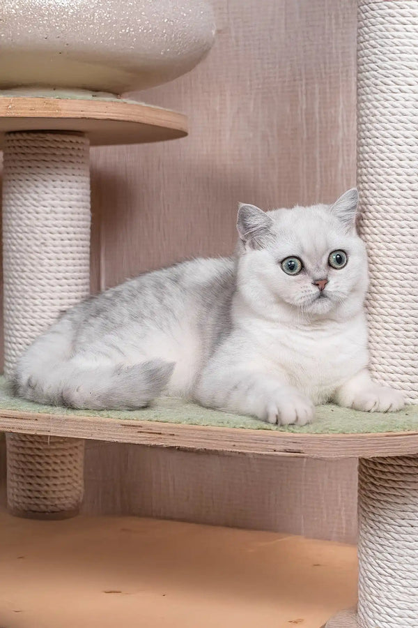 Frapen | british shorthair kitten
