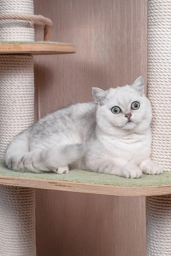 Frapen | british shorthair kitten