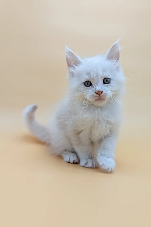 Fluffy white Maine Coon kitten named Fred with adorable blue eyes