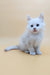 Fluffy white Maine Coon kitten named Fred with stunning blue eyes