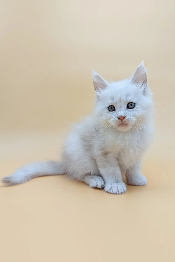 Fluffy white kitten named Fred, a Maine Coon with stunning blue eyes