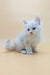 Fluffy white Maine Coon kitten named Fred looking adorable and playful