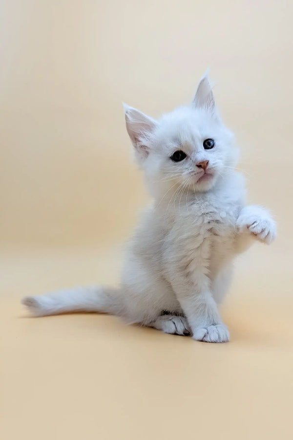 Playful white kitten named Fred from the Maine Coon Kitten collection