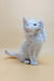 Playful white kitten named Fred the Maine Coon Kitten having fun and exploring