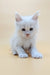 Adorable white fluffy kitten named Fred, a charming Maine Coon breed