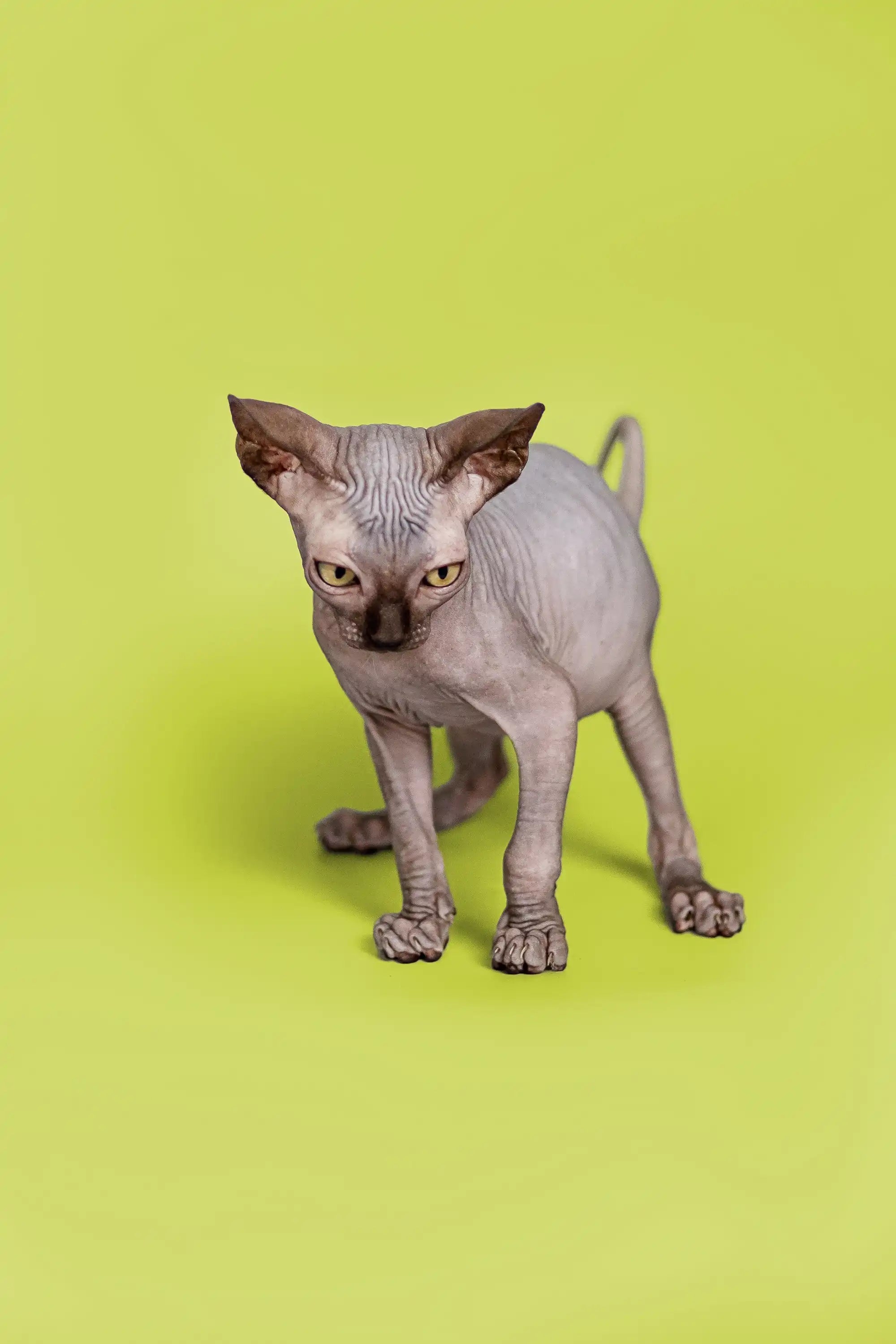 Hairless Sphynx Cats & Kittens for Sale Fred | Kitten