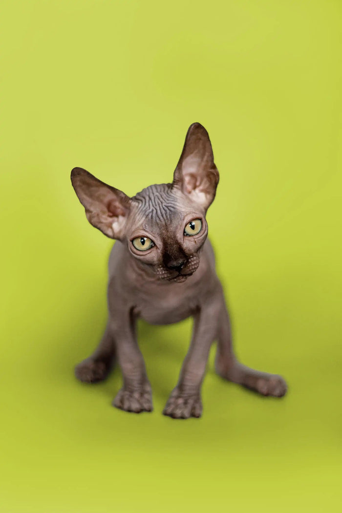 Hairless Sphynx Cats & Kittens for Sale Fred | Kitten