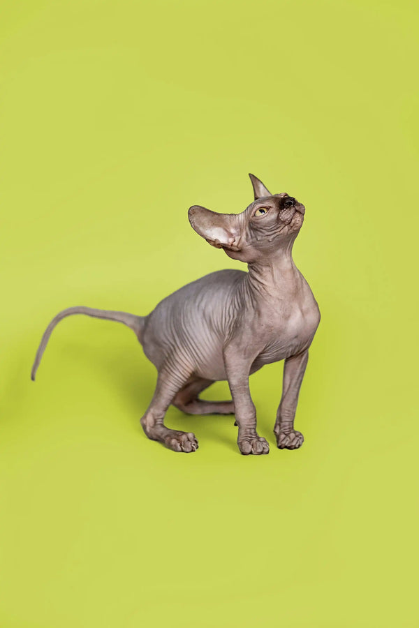 Incredibly cute male Sphynx kitten standing tall with wrinkled skin and large ears