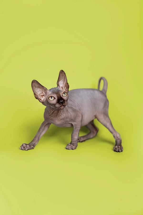 Incredibly cute male Sphynx kitten with wrinkled gray skin and big ears