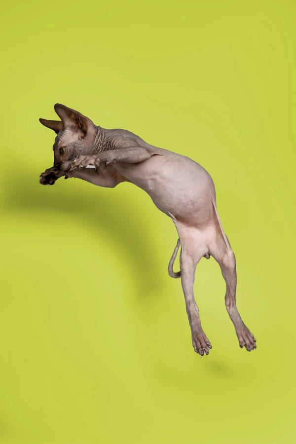Sphynx kitten leaping playfully against a bright green background, incredibly cute male