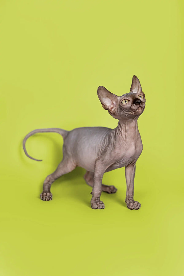 Incredibly cute male Sphynx kitten with wrinkled gray skin and large ears