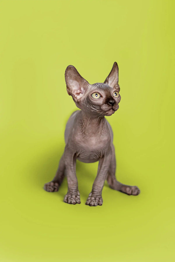 Incredibly cute male Sphynx kitten Fred with large ears and wrinkled skin