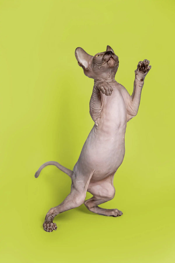 Incredibly cute male Sphynx kitten standing on hind legs with paw raised