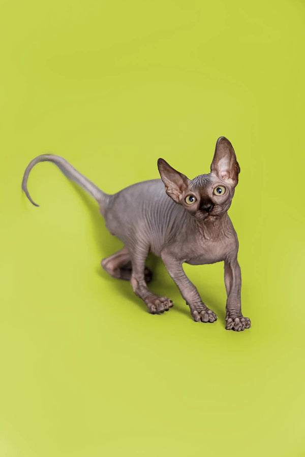 Incredibly cute male Sphynx kitten with wrinkled skin and large ears standing proudly