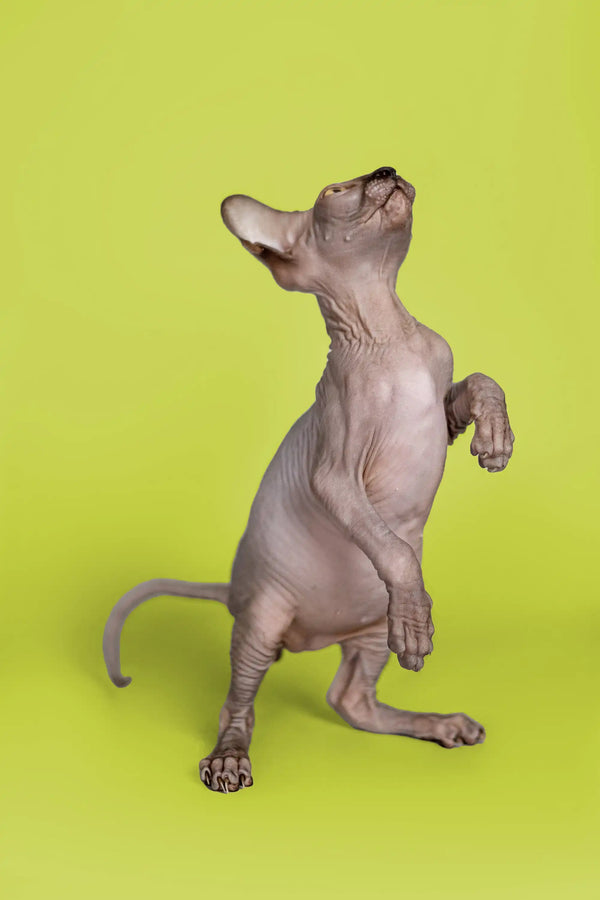 Incredibly cute male Sphynx kitten standing on hind legs with paw raised