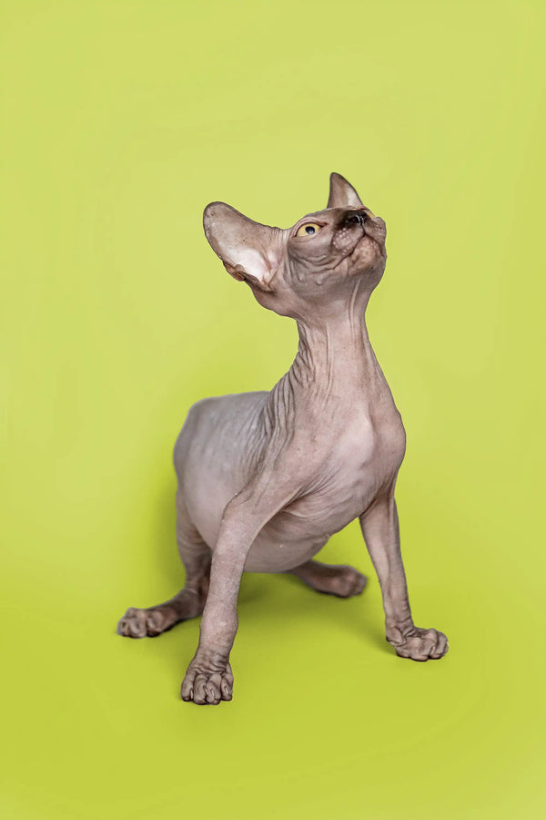 Incredibly cute male Sphynx kitten sitting upright with its head tilted back