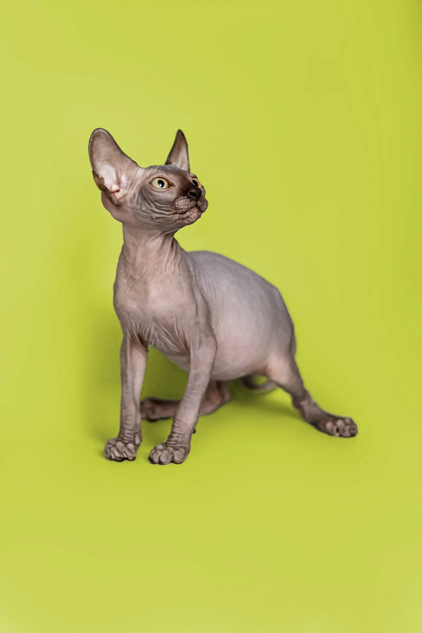 Incredibly cute male Sphynx kitten with wrinkled gray skin and big ears
