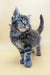 Fluffy gray kitten Freddy, a cute Maine Coon ready for cuddles and fun